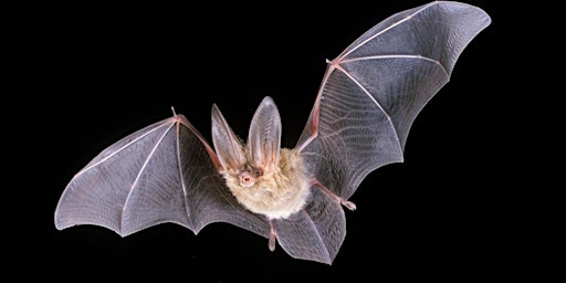 Imagen principal de Introduction to Bats of Washington & Marrowstone Island