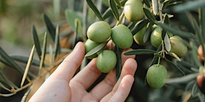 Hauptbild für The Sacred Tree: Olive Tasting Event