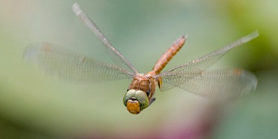 Primaire afbeelding van Children's Wildlife Watch - Dragonflies and damselflies