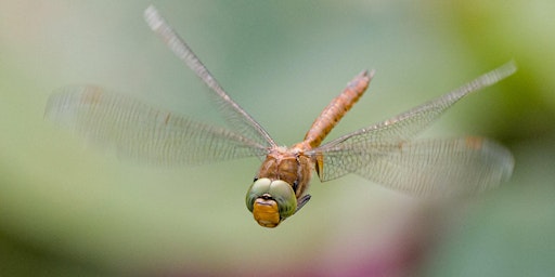 Children's Wildlife Watch - Dragonflies and damselflies primary image