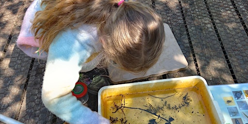 Dyke Dipping at NWT Hickling Broad (EDU FAMILY) primary image