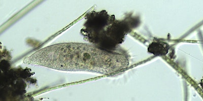 Primaire afbeelding van Beginners’ Identification Course: Freshwater Microbiota