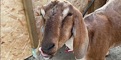 Primaire afbeelding van Goat Milking Induction
