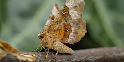 Imagen principal de Moth catching demonstration at Heartwood Forest