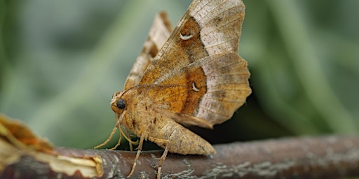 Hauptbild für Moth catching demonstration at Heartwood Forest