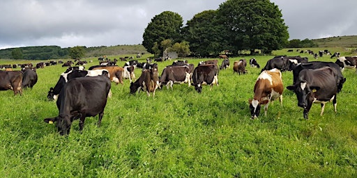 Herbal leys in the White Peak primary image