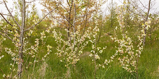 Primaire afbeelding van Beginners Tree ID at Heartwood Forest