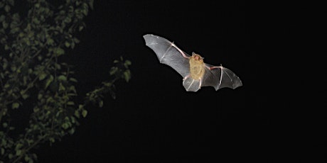 Bat walk at Heartwood Forest