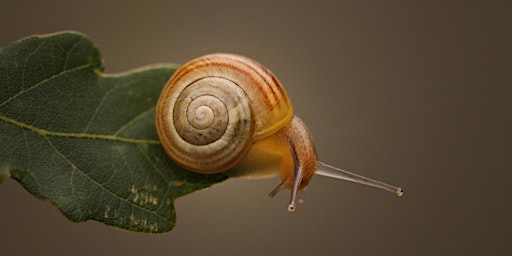 Imagem principal de NWT Sweet Briar Marshes:  Spectacular spirals (Wild art session)