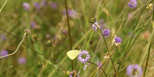 An early spring walk at Burfa Bog primary image