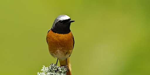 Imagem principal do evento Spring bird walk at Gilfach