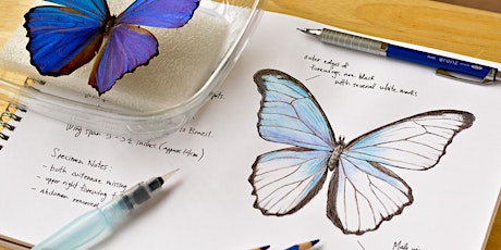 Drawing Butterflies with Pen and Ink  primärbild