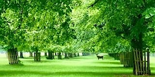 Imagem principal do evento May 1pm -Introductory Walk of Bushy Park