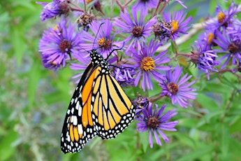 Gardening for Birds & Butterflies