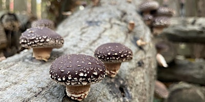 Outdoor Mushroom Cultivation primary image