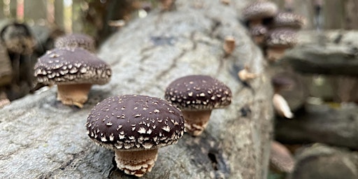 Outdoor Mushroom Cultivation primary image