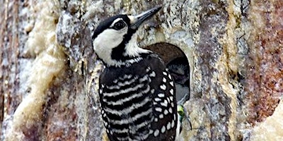 Imagem principal de Spring Birding at Carolina Sandhills National Wildlife Refuge