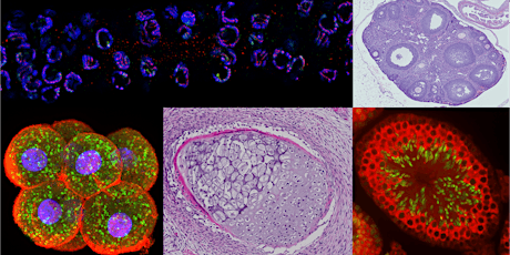 2024 Tri-Institutional Symposium on Reproductive Biology and Infertility