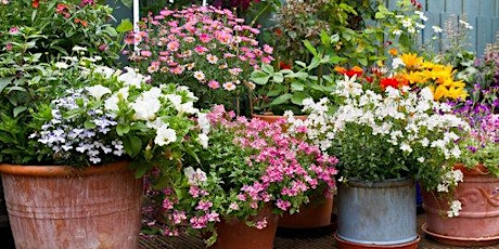 Dazzling Container Gardens