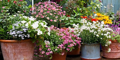 Primaire afbeelding van Dazzling Container Gardens