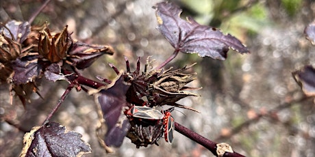 Springtime Scouting: Insects, Pests and Disease in the Landscape  primärbild