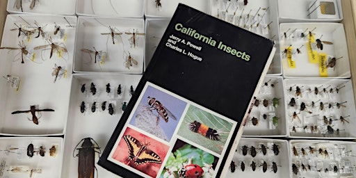 Intro to Insect Identification with Kandis Gilmore primary image