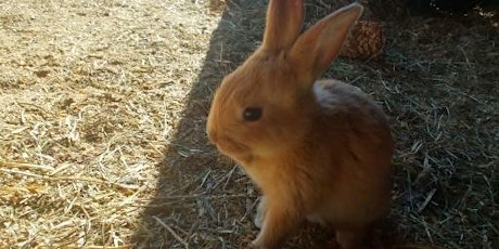 Bunny Watching and Campfire primary image