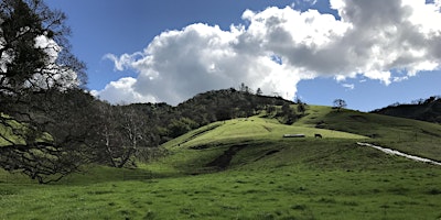 Image principale de Joint Mount Diablo Bird Alliance & SMD Birding Walk at Curry Canyon