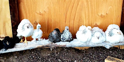 Discover the Joy of Chicken Keeping: Join Our Class! primary image