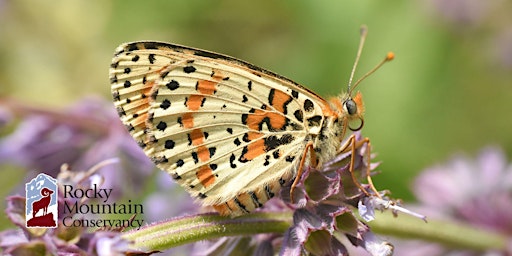 Imagem principal do evento Rocky Mountain National Park Butterflies: West of the Continental Divide