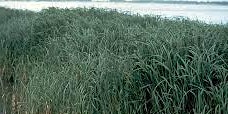 Invasive Seagrass Pull primary image