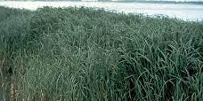 Immagine principale di Invasive Seagrass Pull 