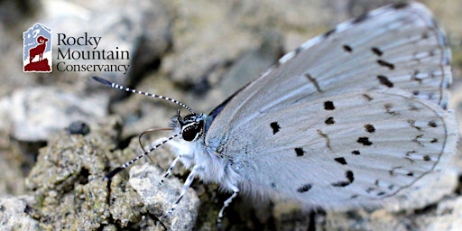 Hauptbild für Rocky Mountain National Park Butterflies: East of the Continental Divide