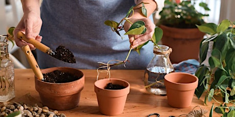 Workshop - Stekken en verpotten van kamerplanten