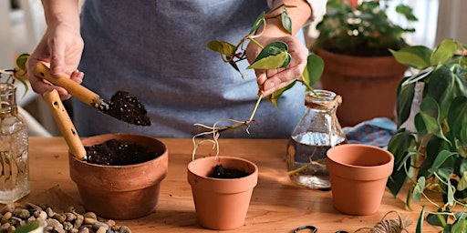 Hauptbild für Workshop - Stekken en verpotten van kamerplanten