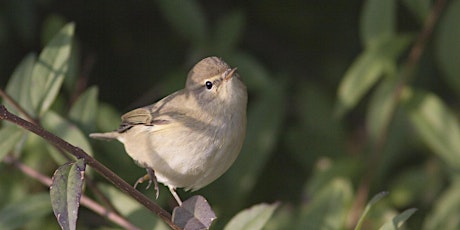 Excursie ‘Vroege vogels’ Dal van de Mosbeek