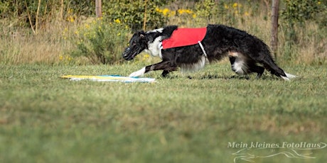Hauptbild für Registrierung: Windhund-Rennsport Training