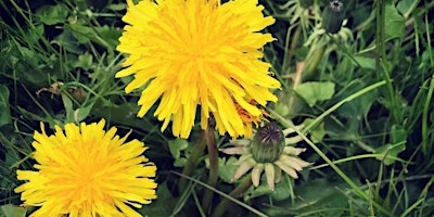 Eating Weeds - Spring primary image