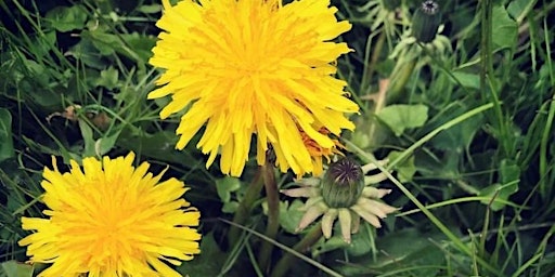 Primaire afbeelding van Eating Weeds - Spring