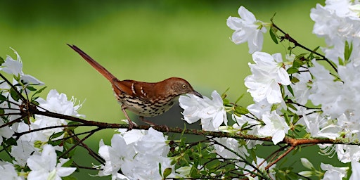 Image principale de Wednesday Evening Spring Migration Bird Walk Series