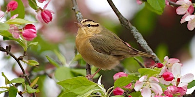 Tuesday Evening Spring Migration Bird Walk Series primary image