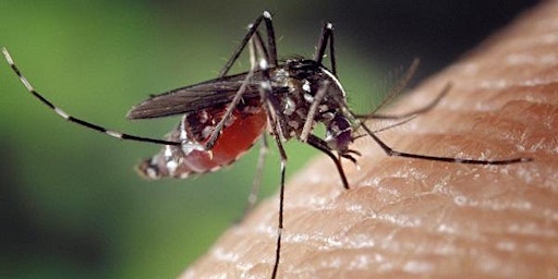 Bite Back: Reclaim Your Yard from Mosquitoes (webinar) primary image