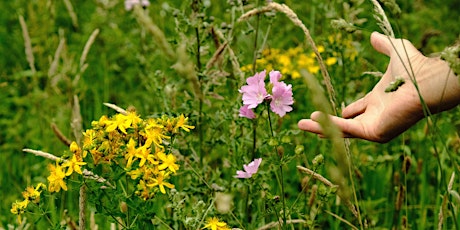 NWT Sweet Briar Marshes:  Nature, nibbles and a natter