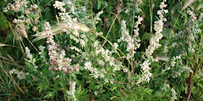 Imagen principal de NWT Sweet Briar Marshes:  Herbology