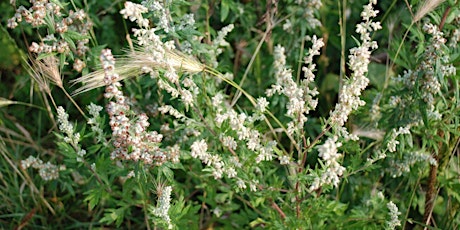 NWT Sweet Briar Marshes:  Herbology