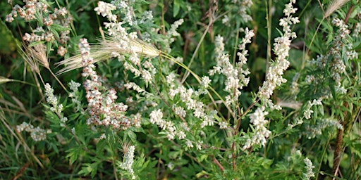 Primaire afbeelding van NWT Sweet Briar Marshes:  Herbology