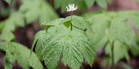 Goldenseal Cultivation In-Person Workshop