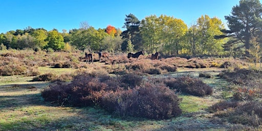 Gifts in wills event at Snelsmore Common Country Park, Berkshire primary image