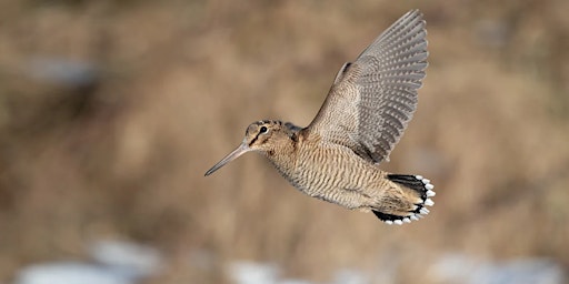 Primaire afbeelding van Woodcock Walk