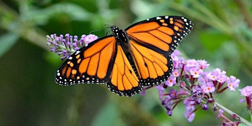 Boulder Open Space Presents: A Butterfly’s Life Slide Program primary image